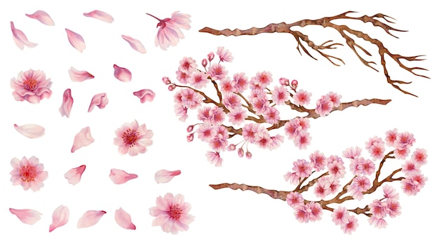 ピンクの花の大きなセット 桜の花びら 花の枝 リアルな水彩画