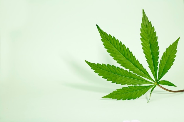 Large sevenpointed marijuana leaf isolated on green background