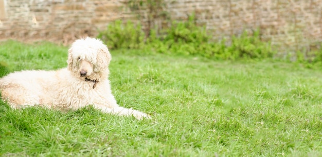 大きな毛むくじゃらの白い犬が緑の草の上に横たわっている ロイヤルプードルが休んでいる バナー