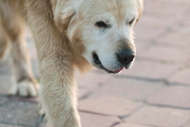 歩道を歩く大きな毛むくじゃらの白い犬