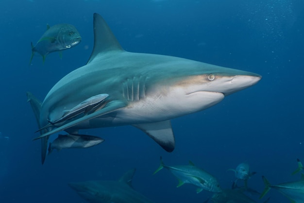 A large shark and a group of small fish swimming together