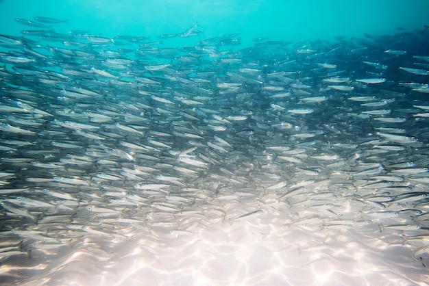 海の水中の小さな灰色の魚の大きな群れ多くの海産魚の背景