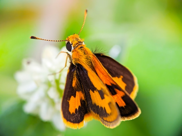 Large skipper macro