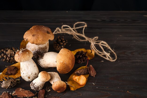 Large and small forest mushrooms on a dark background  vegetarian food