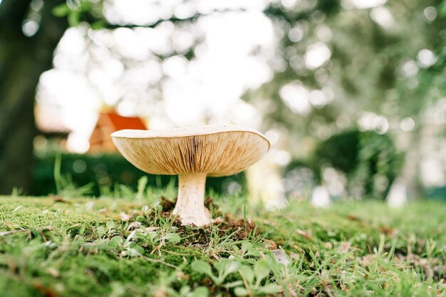 写真 森の緑の芝生に大きな煙っぽい行のキノコが育つ