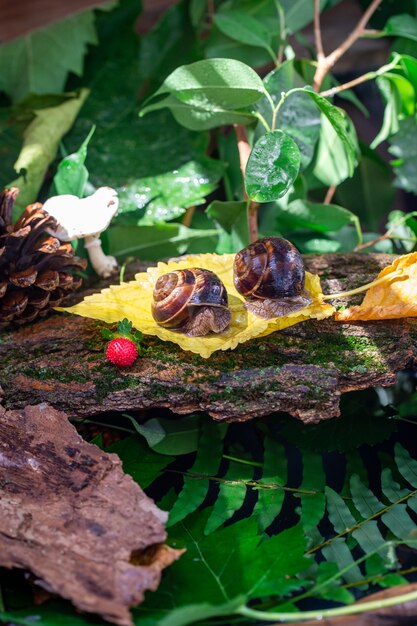 A large snail on the bark of a tree