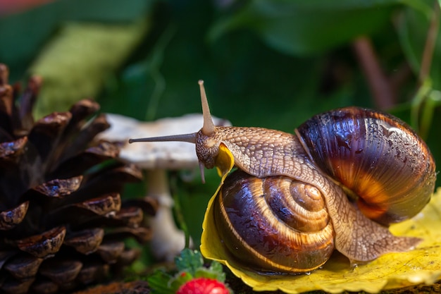 A large snail on the bark of a tree