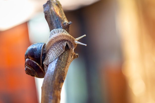 A large snail on the bark of a tree