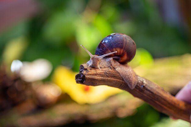 A large snail on the bark of a tree