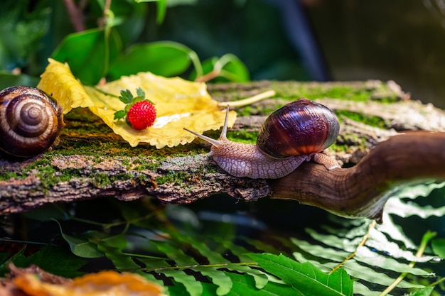 A large snail on the bark of a tree