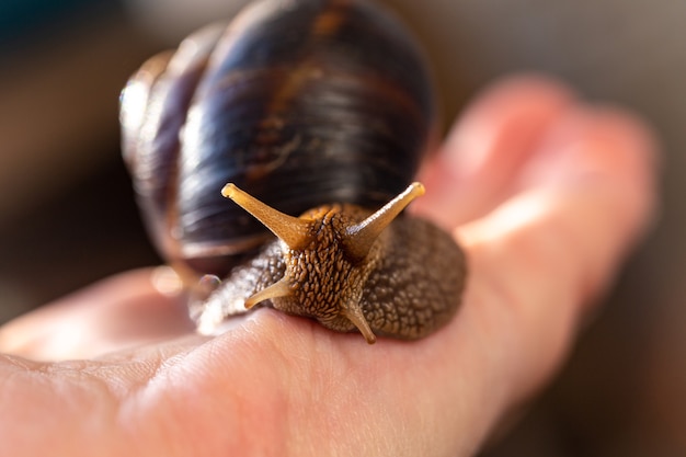 大きなカタツムリ。ヘリカ科からのブルゴーニュ、ブドウ、またはローマの食用カタツムリ