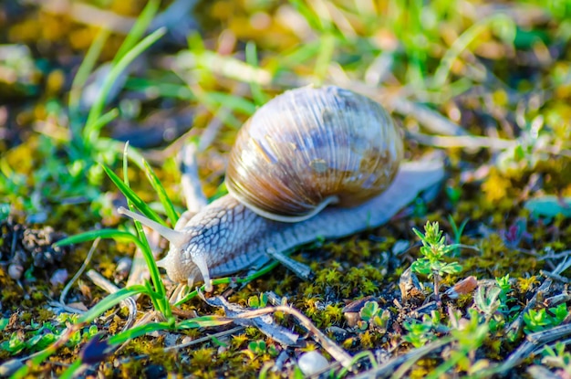 A large snail slowly crawls along the grass