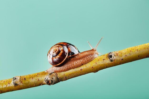 A large snail with horns and a brown shell crawls along a branch on a green background. The concept of overcoming complexity