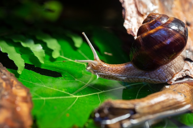 Large snails crawling along the bark of a tree.