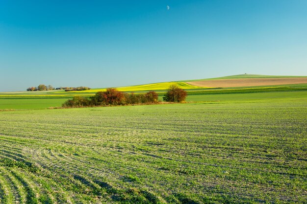 Photo large sown field and bushes in the center staw lubelskie poland