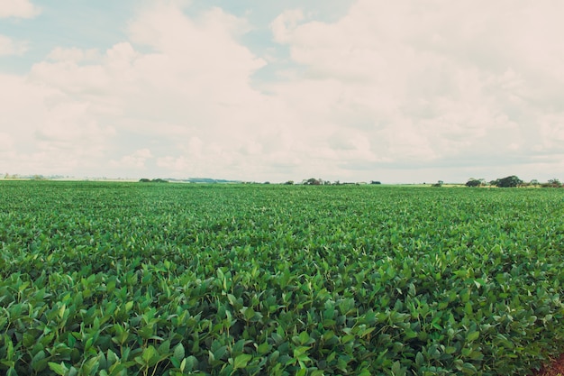 Large soy plantation on a cloudy day