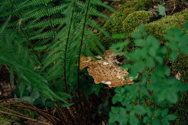 Foto un grande esemplare di fungo di sella delle dryadi che cresce su un tronco visto attraverso le piante della foresta