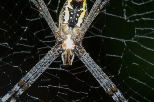 Foto grande ragno nel web