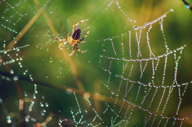 Large spider in the web