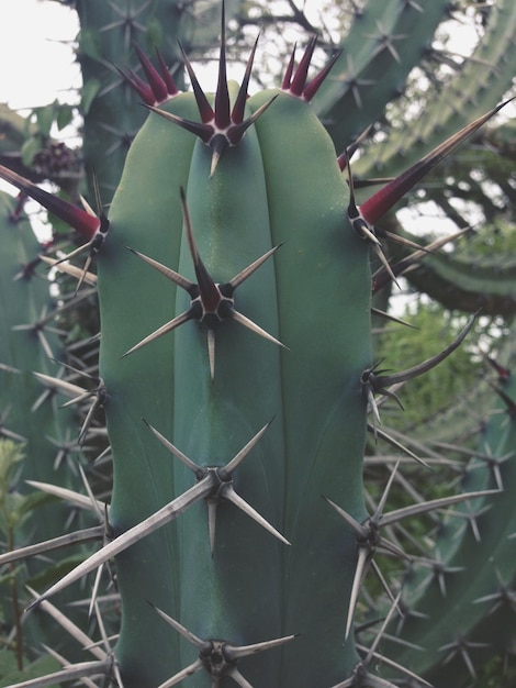 Large spiky cactus closeup