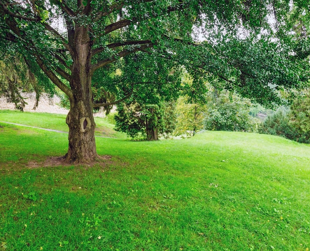 Large spreading trees in the summer park