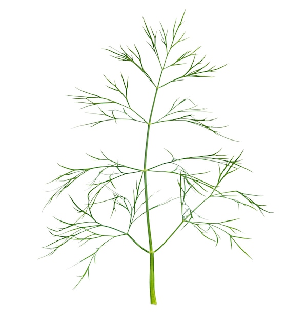 Large sprig of green fresh dill isolated.