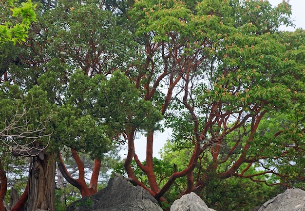 Large stone in misty spring mountain forest (Crimea, Ukraine)