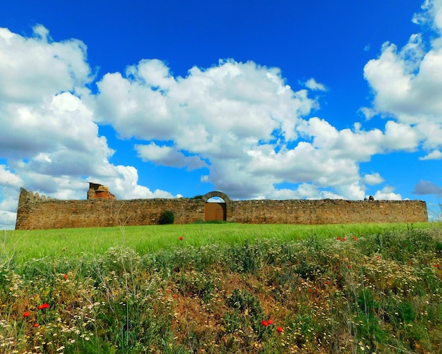 A large stone wall with a field of flowers in front of it