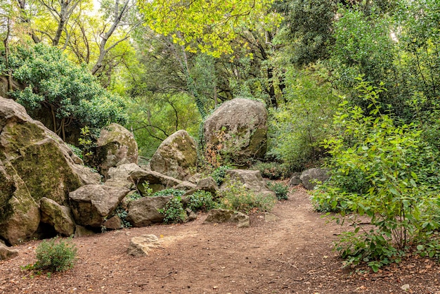 Large stones boulders in a forest clearing