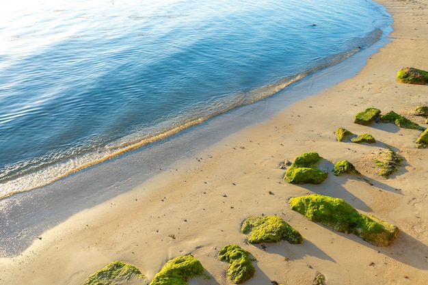 Крупные камни, поросшие зелеными водорослями на песчаном пляже у океана. Природа тропиков.