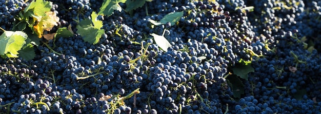 A large storage tank full of grapes for pressing Traditional old technique of wine making