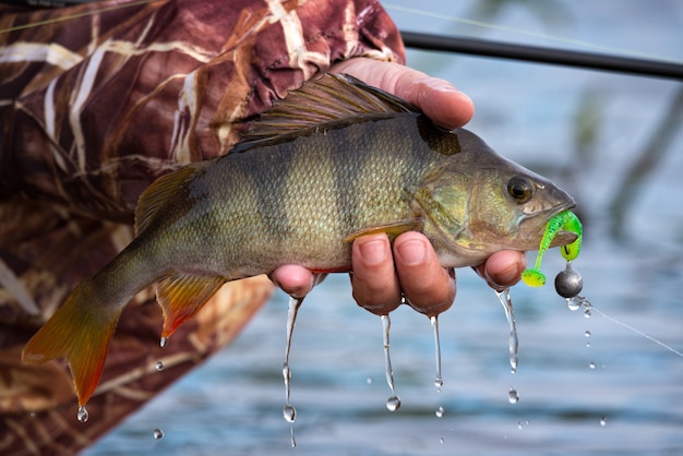 Фото Большой полосатый окунь с крючком во рту и каплями проточной воды в руке рыбака