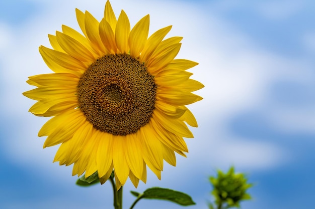 Large sunflower background blue sky with clouds