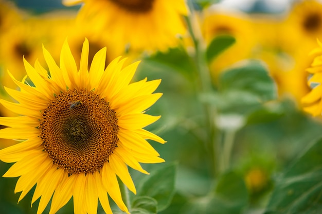 Large sunflower in the of fields