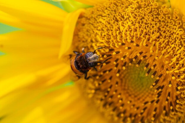 Large sunflowers blooming in summer