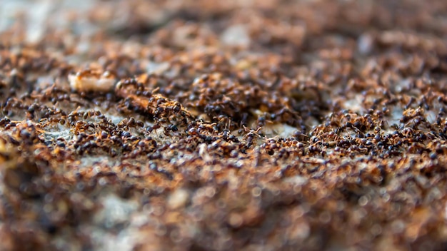 A large swarm of ants. Lots of ants looking for food. Teamwork concept.