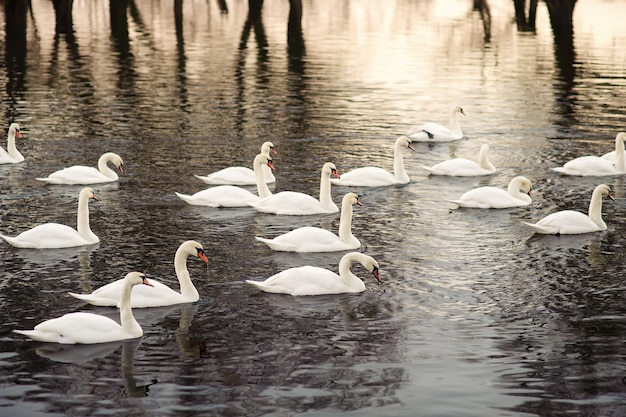 Large swarm of swans on the river.