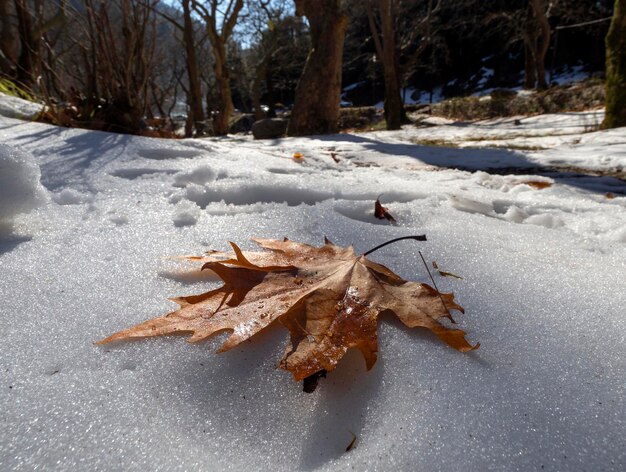 A large sycamore leaf lies on white snow in a forest in Greece