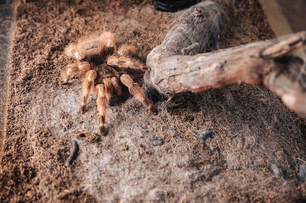 Large tarantula spider on an earthen cover in a terrarium.