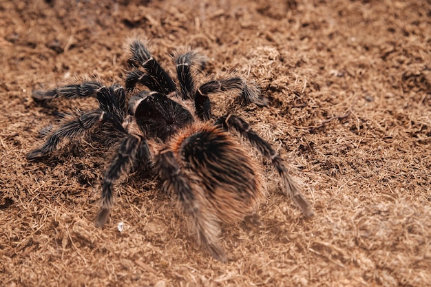 Grande ragno tarantola su una superficie di terra.