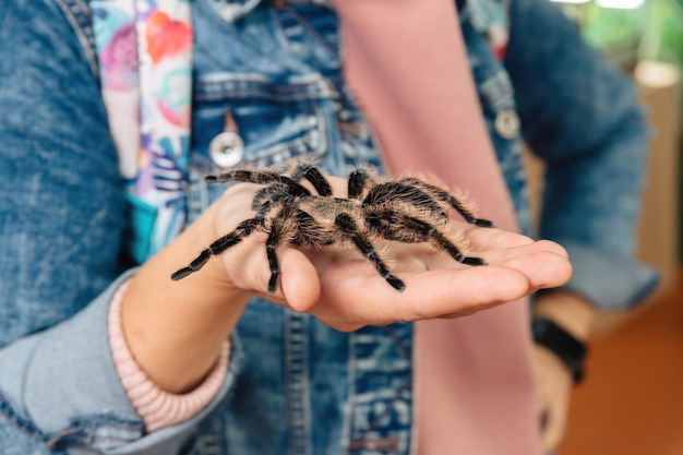 A large tarantula spider sits on the arm.