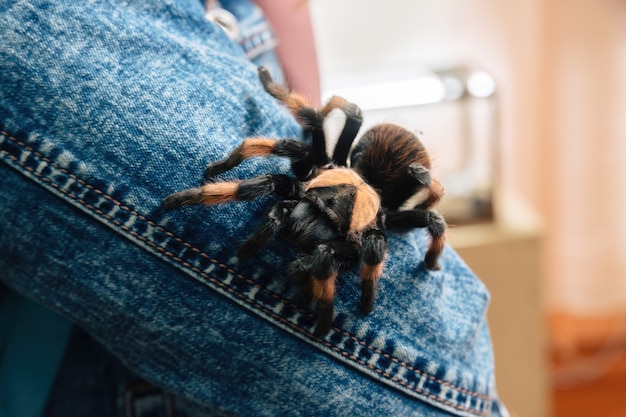 A large tarantula spider sits on a human's shoulder.