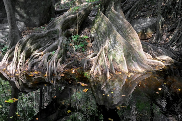 Radici grandi e spesse nella foresta di mangrovie