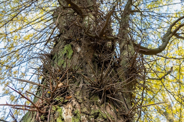 Large thorns, spikes on an acacia tree in the park