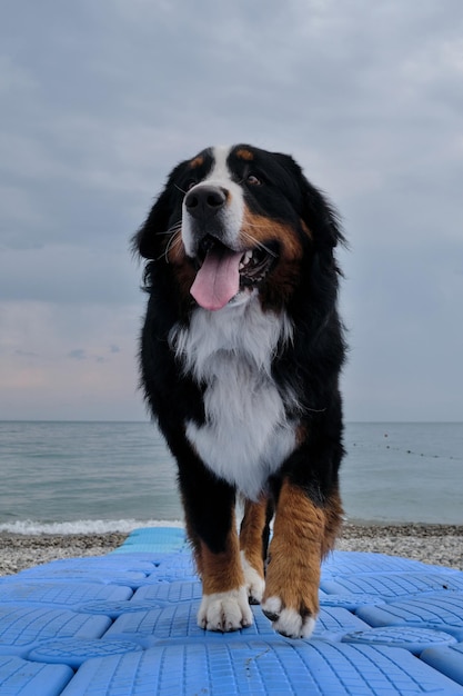 해변에서 휴가를 보내는 대형 순종 개는 앞을 내다보고 삶을 즐깁니다. 매력적인 Bernese Mountain Dog는 바다로 가는 파란색 플라스틱 부두를 따라 걷는다