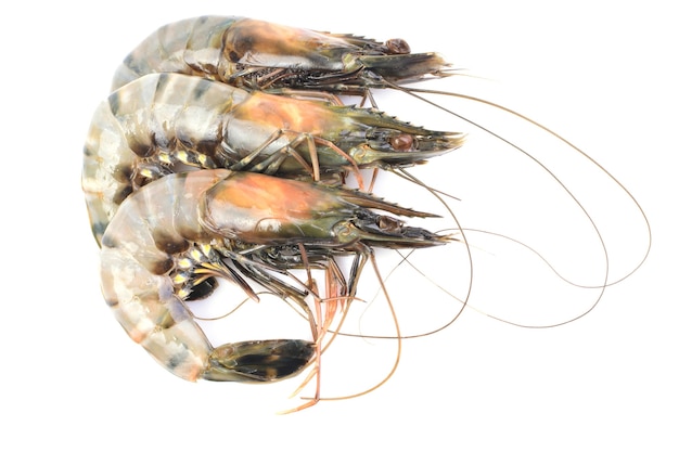 Large tiger shrimp on a white background