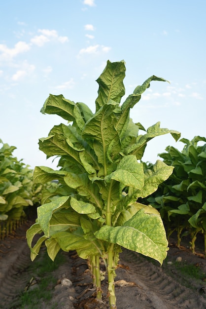 Large tobacco plant in plantation