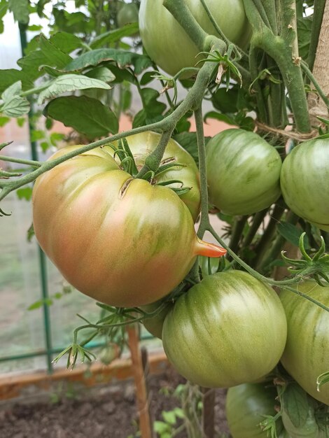 Large tomato fruits soda farming soda plants environmentally friendly product food healthy food
