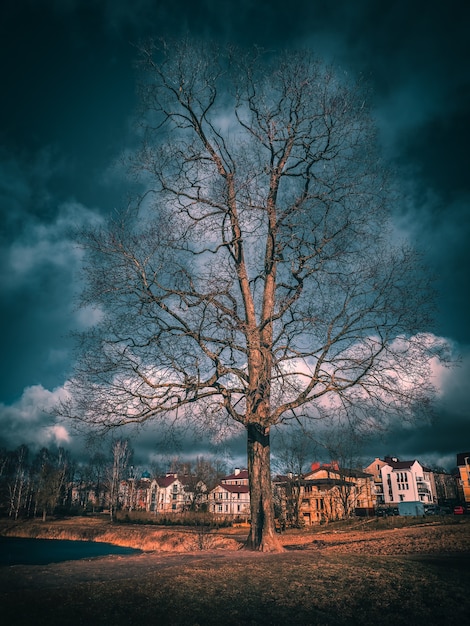 Un grande albero sulla collina di fronte al villaggio di cottage. tonificante.