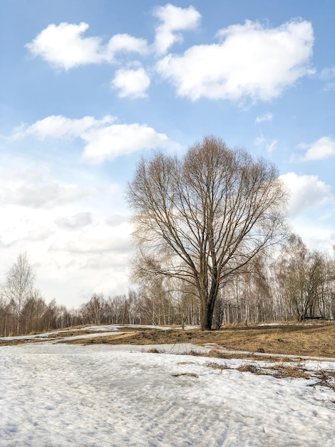 Grande albero sulla collina con lo scioglimento della neve e dell'erba secca sulle aree scongelate del paesaggio naturale all'inizio della primavera